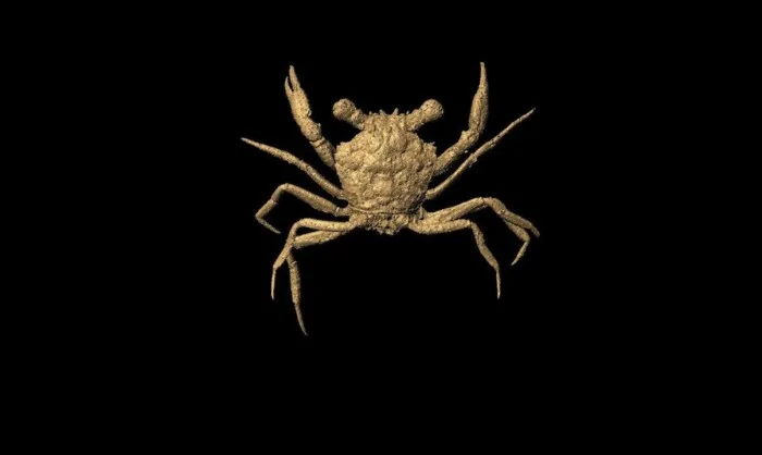 Un fossile de crabe pourrait expliquer un « vide » dans l'évolution
