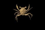 Un fossile de crabe pourrait expliquer un « vide » dans l'évolution