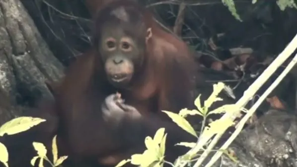 Orangutans suffering breathing issues as Indonesia wildfires burn