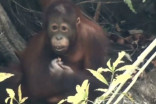 Orangutans suffering breathing issues as Indonesia wildfires burn