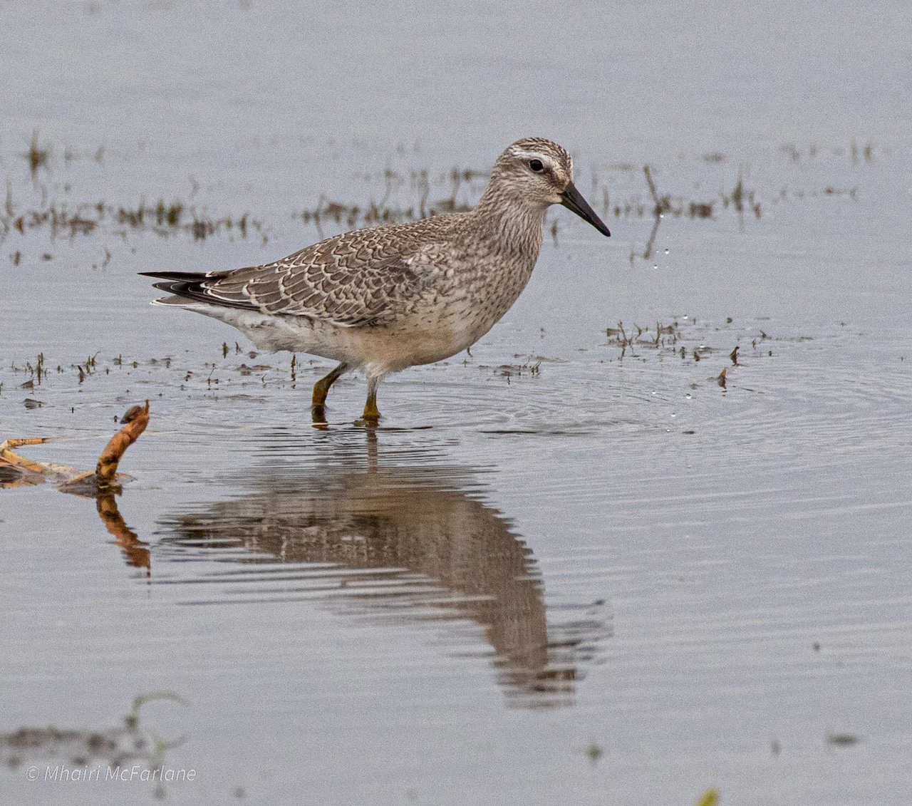 Red knot/Mhairi McFarlane 