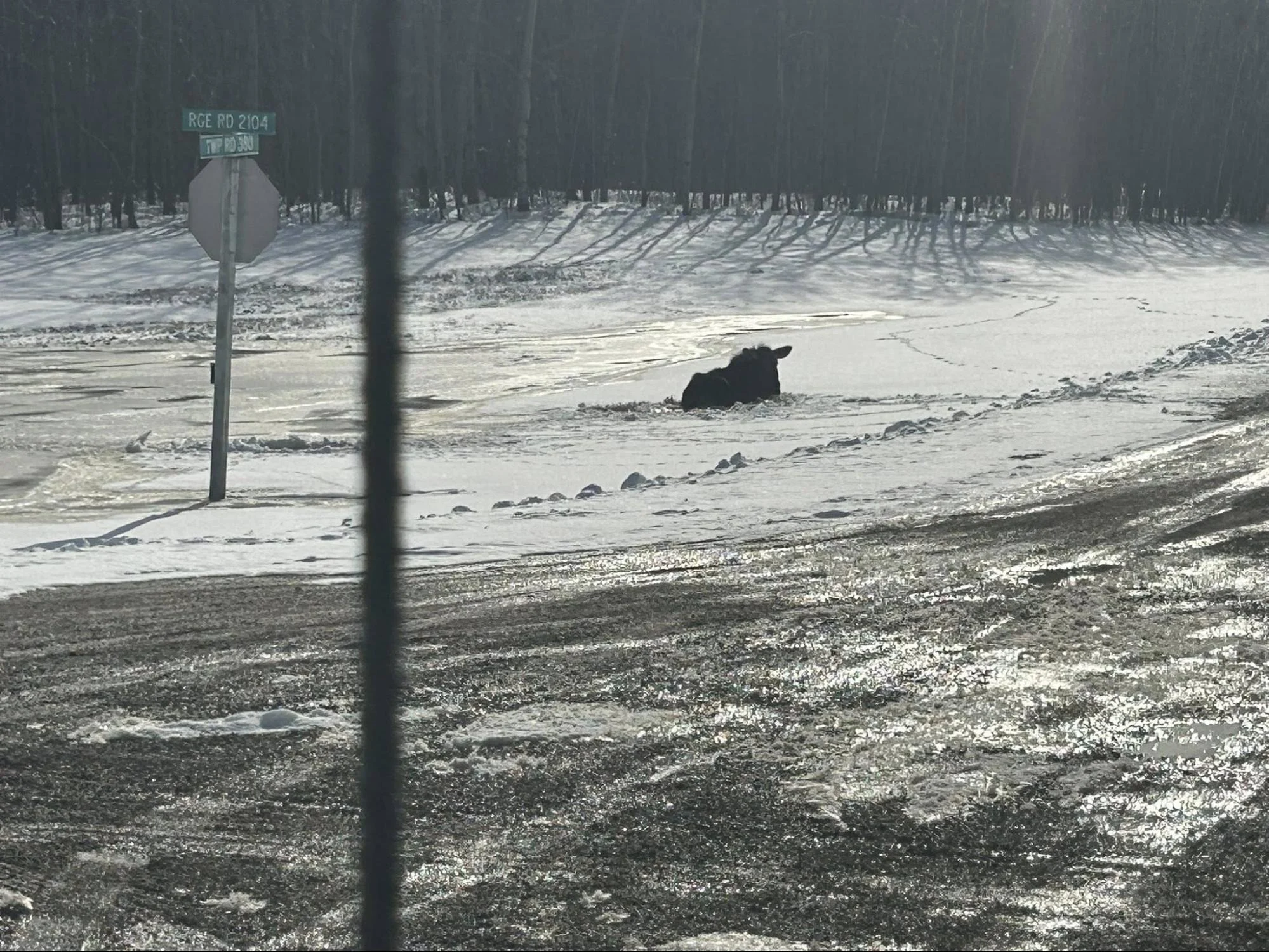 Saskatchewan moose rescue snow - Rebel towing