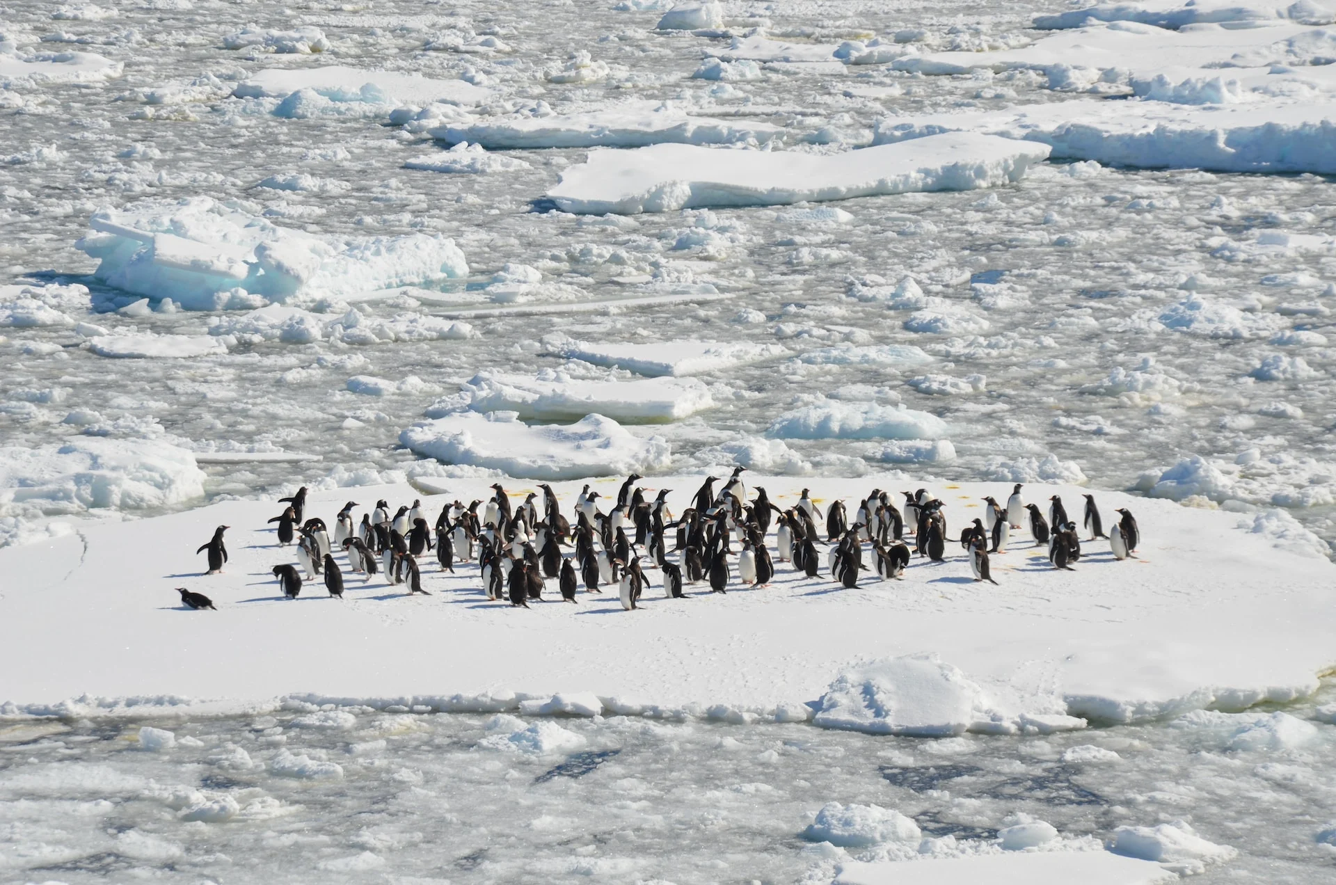 Recul des glaces dans l'Antarctique : un autre record alarmant