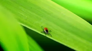 Nova Scotia boasts scenic walking trails, but also has a high tick population