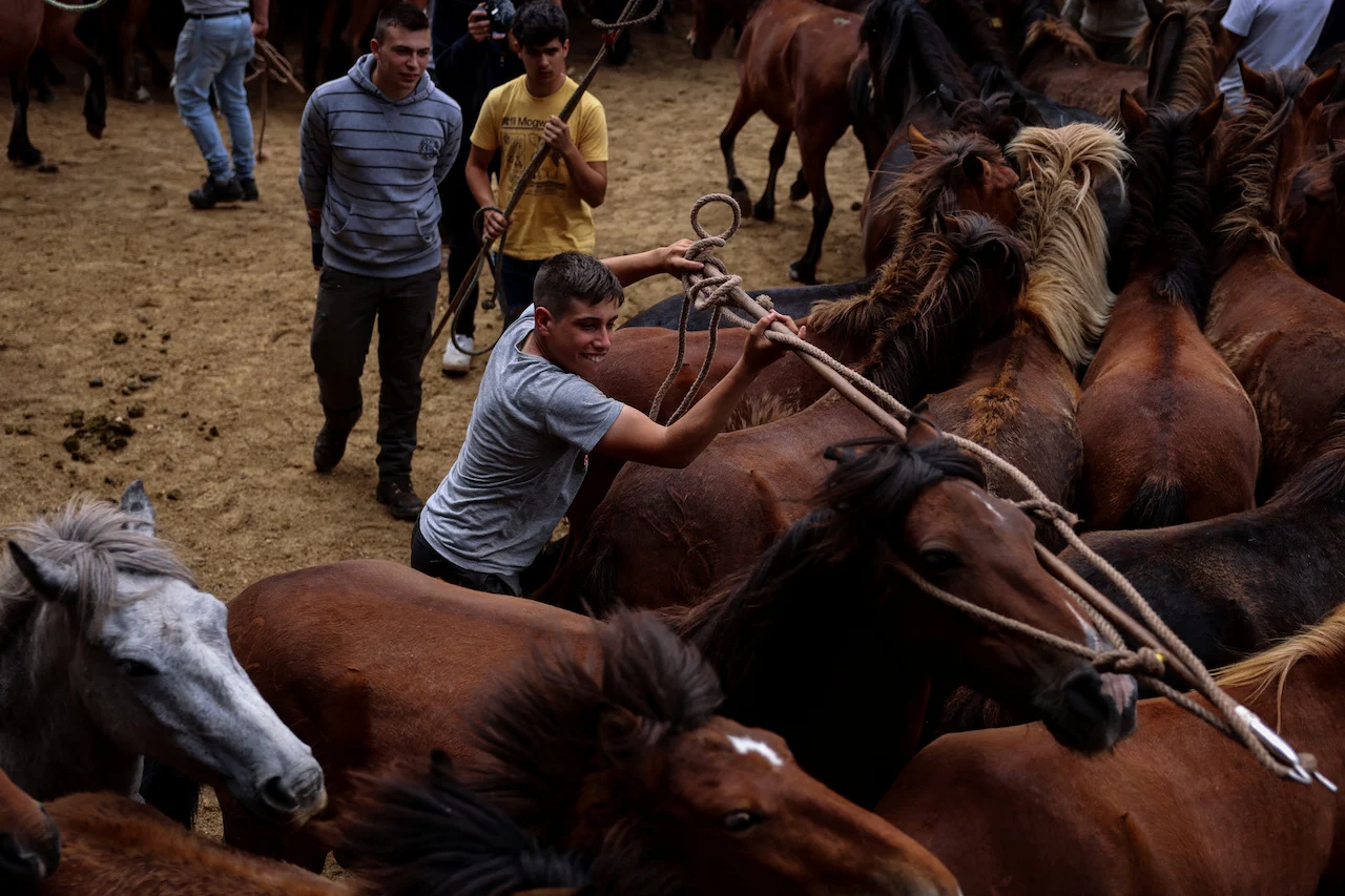 SPAIN-WILDHORSES/ REUTERS/Nacho Doce