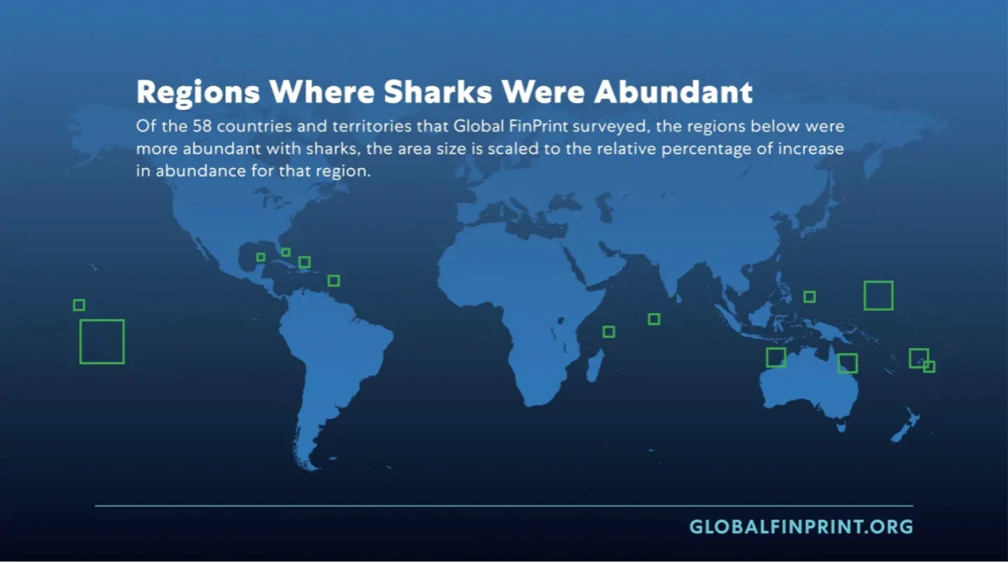 The Global FinPrint study revealed where there were few reef sharks and where they were abundant 2. (Global FinPrint)