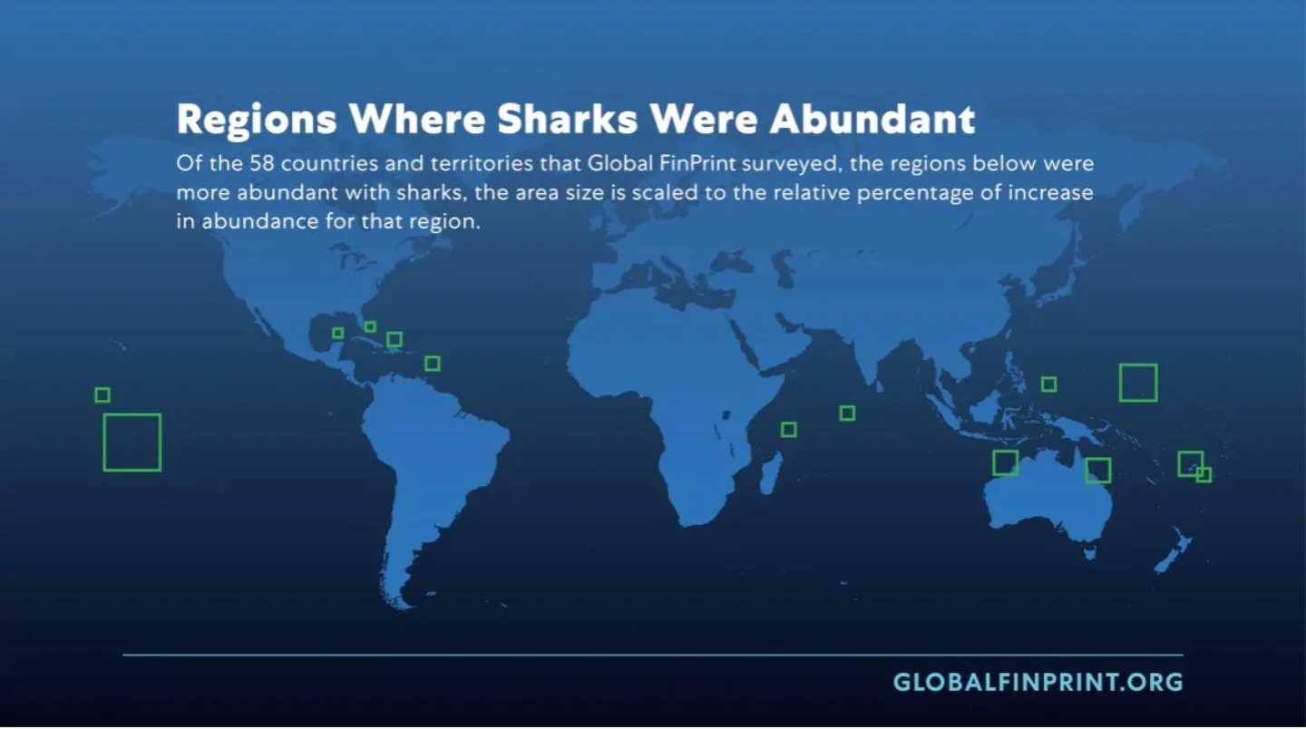 The Global FinPrint study revealed where there were few reef sharks and where they were abundant 2. (Global FinPrint)