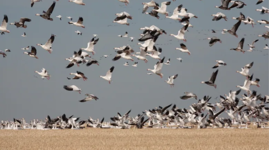 Cold weather brings more snow geese and robins to southern Alberta
