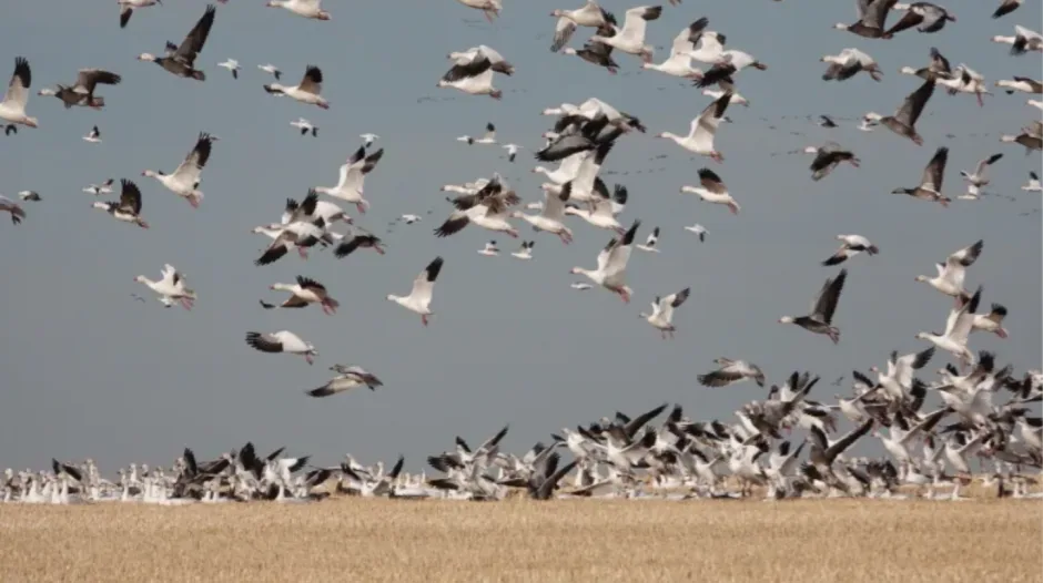 CBC: There has been an influx of a snow geese and other species due to migratory patterns changing, according to naturalist Brian Keating. (Brain Keating/CBC News)
