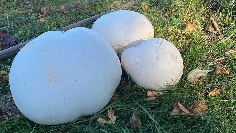 Mushroom, Puffball, weird, plant, October 14, 2026. (The Weather Network)