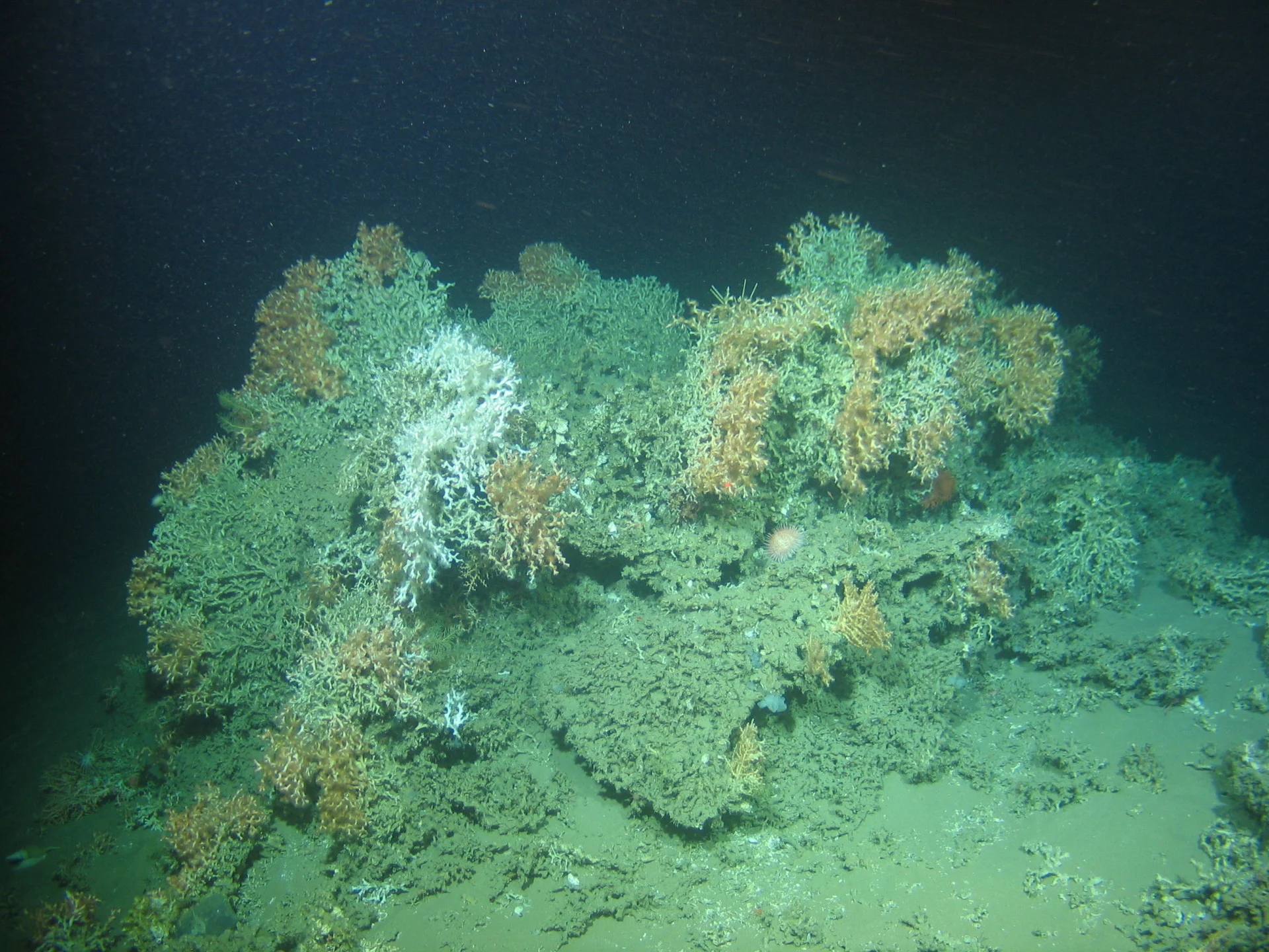 Deep-sea coral reefs found in Ireland at the edge of submarine canyon