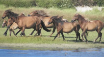 New study on Sable Island looks at role of wild horses in ecosystem