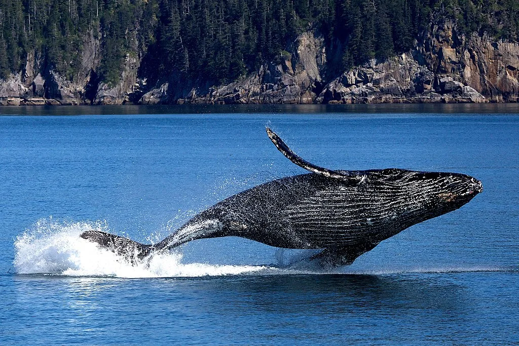 Humpback whale breaching Wikimedia Commons