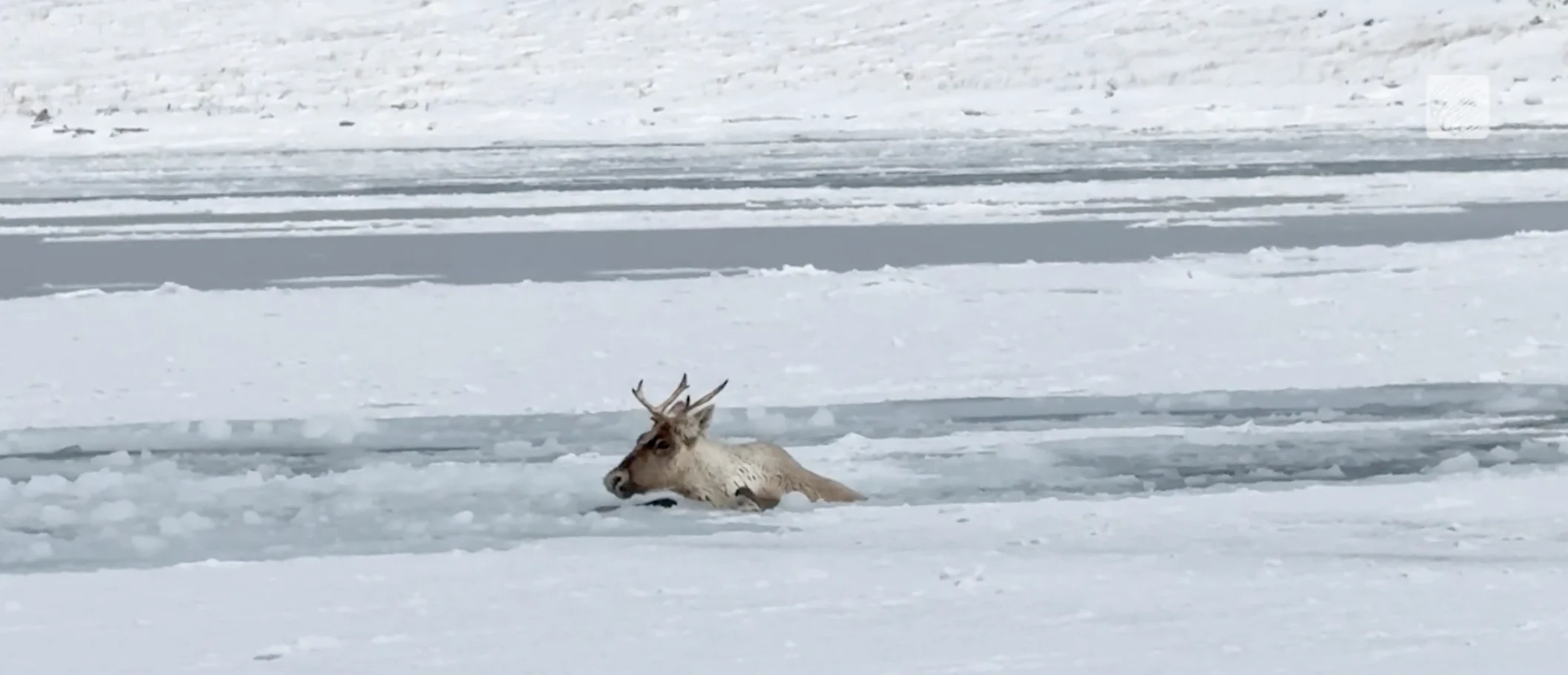 Provided - Brendon Gould: Caribou ice rescue, Newfoundland - 2 