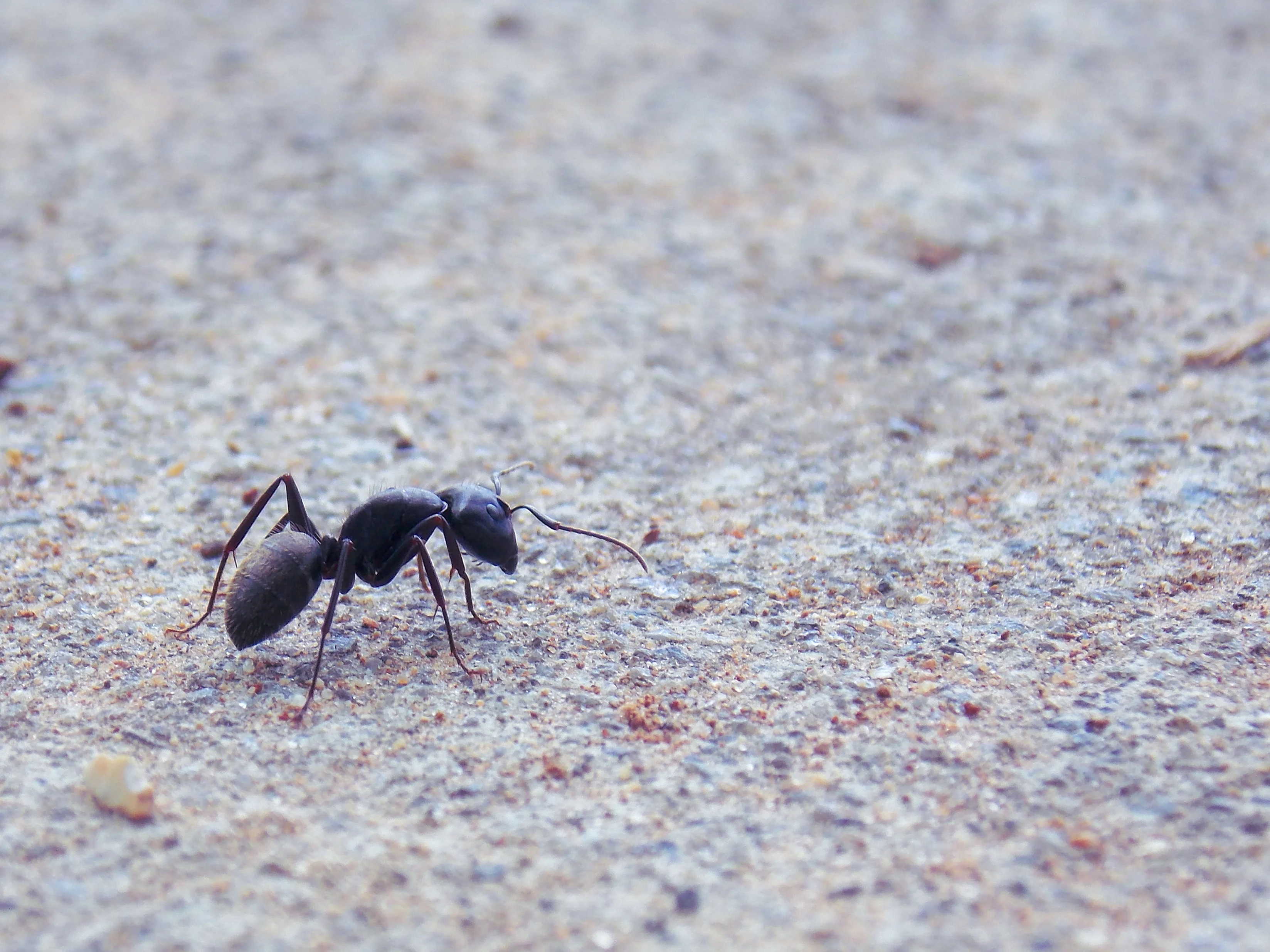 Et si nous étions... des fourmis? - MétéoMédia