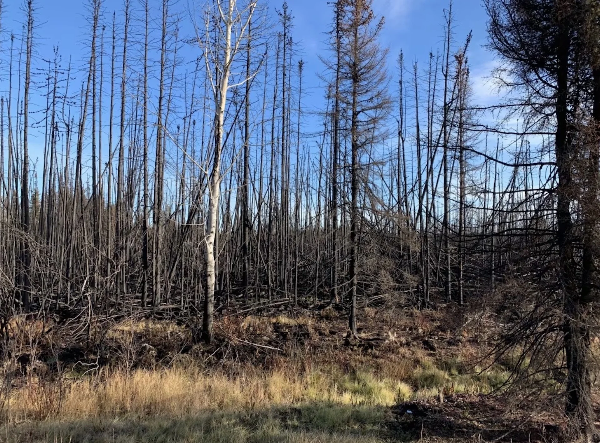 Canada wildfires blamed for rise in global loss of tree cover outside of tropics
