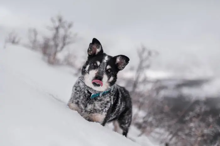 Températures glaciales : il est important de bien protéger vos chiens 
