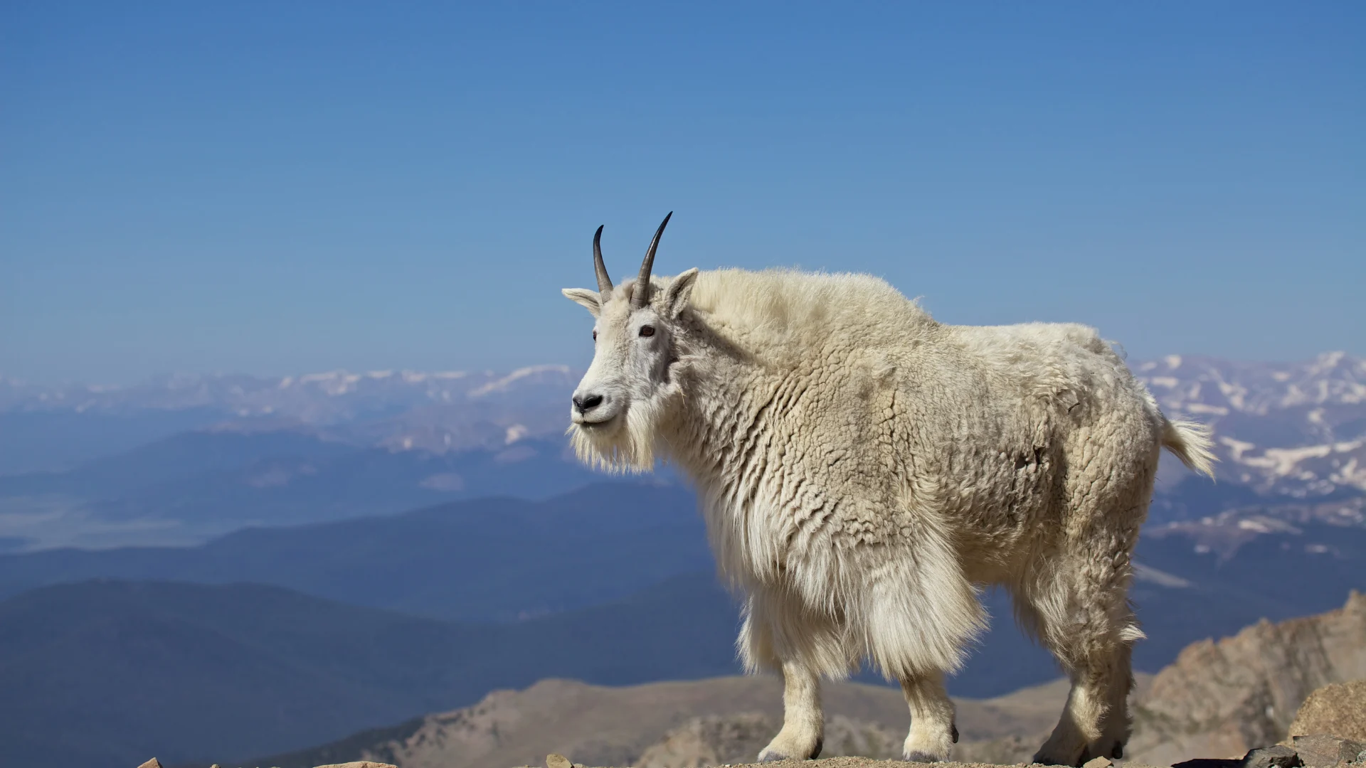 Mountain goats like to hang out near the snow for a relatable reason