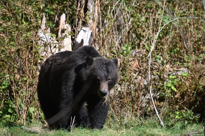 Canada's awe-inspiring grizzly bears face new challenges