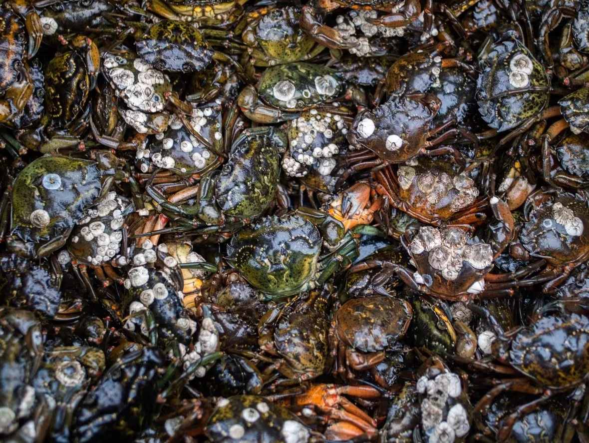 european-green-crabs/Submitted by Coastal Restoration Society via CBC