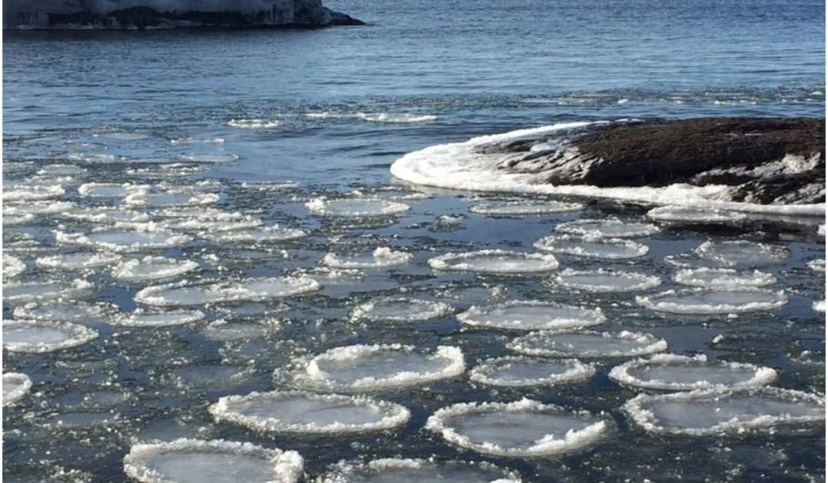 Des « crêpes de glace » qui se forment à la surface d'un lac