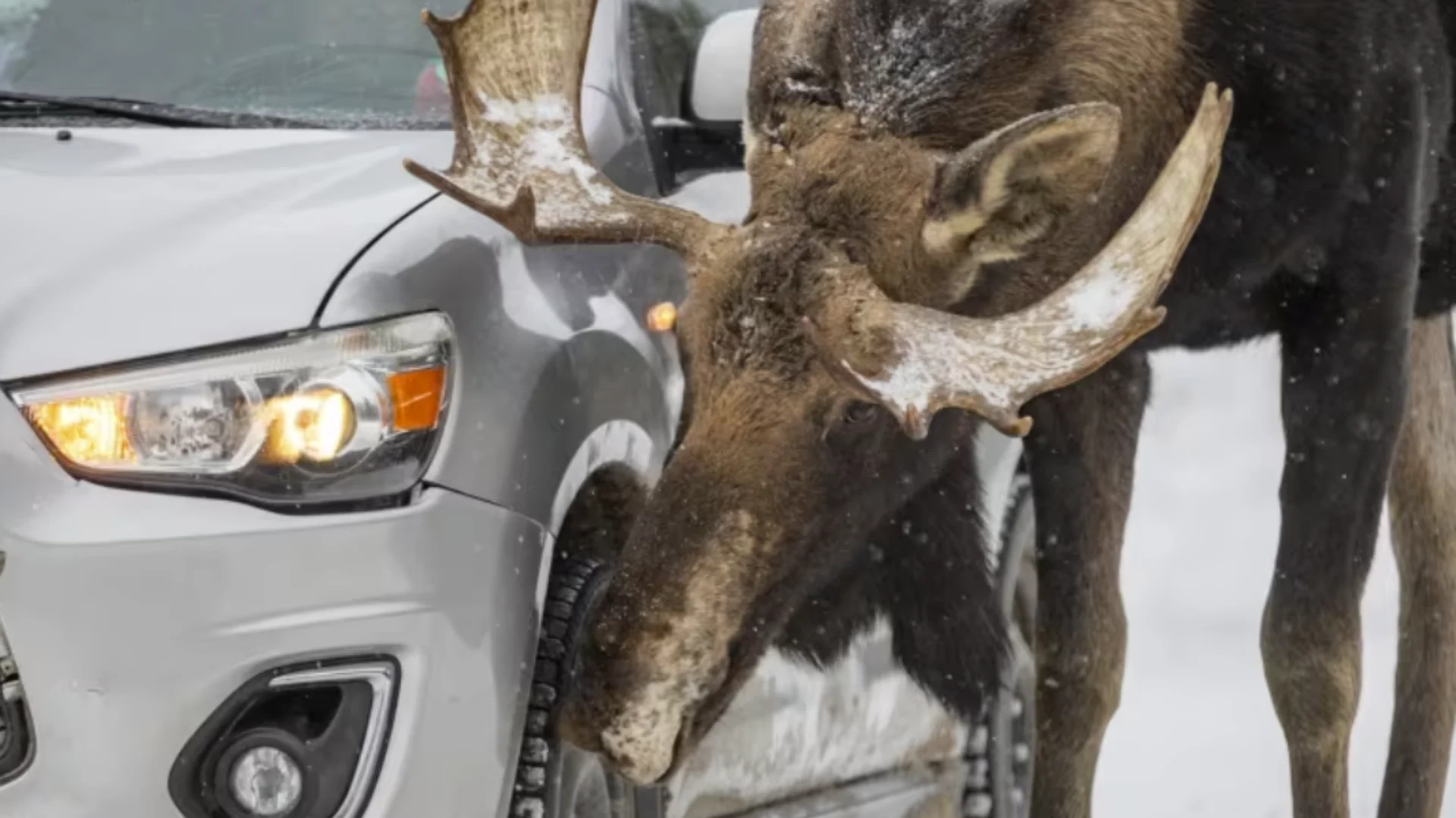 'Try not to let moose lick your car,' warns officials, as moose take to highways