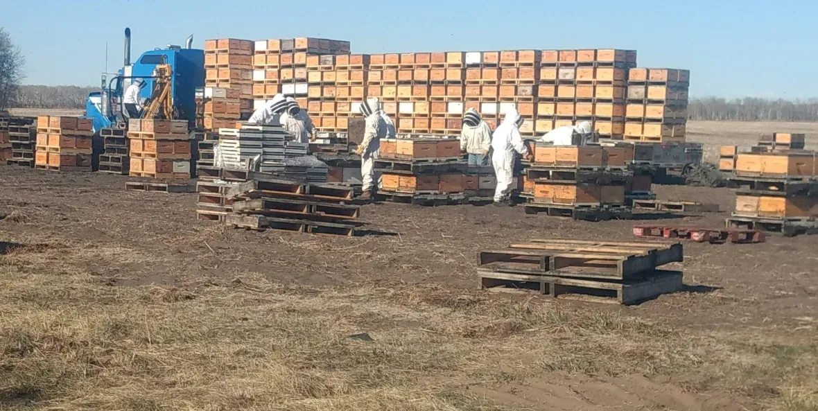 podolski-honey-farms-unload-hives/Supplied by Podolski Honey Farms via CBC