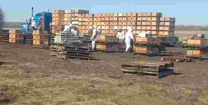 podolski-honey-farms-unload-hives/Supplied by Podolski Honey Farms via CBC