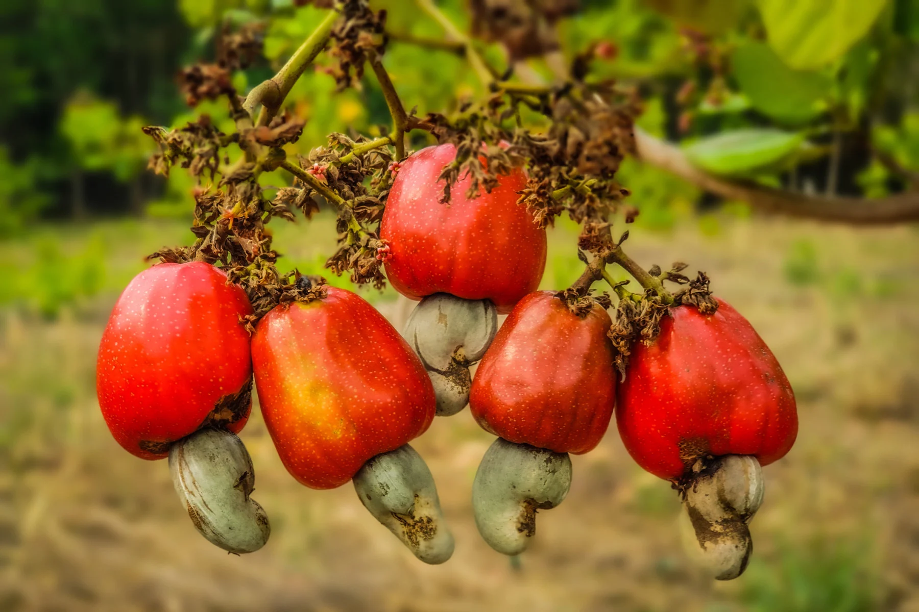 growing cashews (Armin Kritzinger/ iStock/ Getty Images Plus