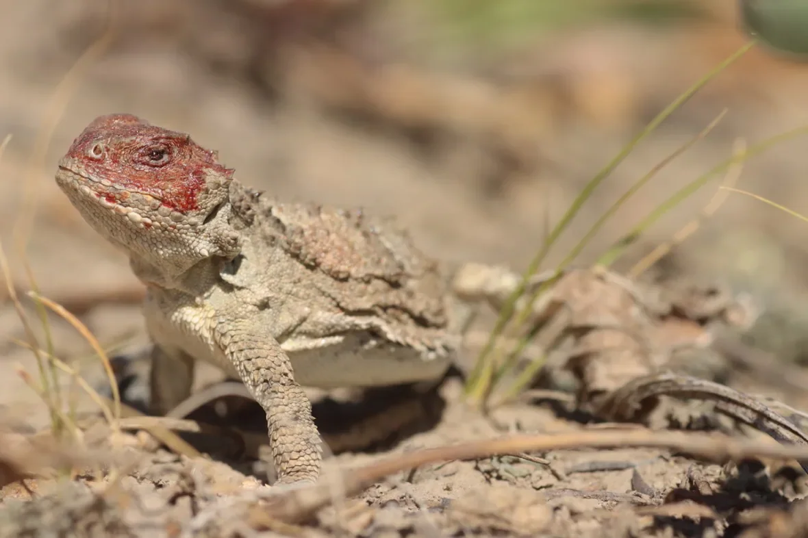 Record High Number Of Endangered Blood Shooting Lizards Found In