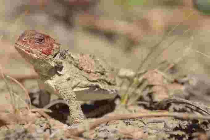 bloody-short-horned-lizard-chris-fisher-jpeg/Chris Fisher via CBC