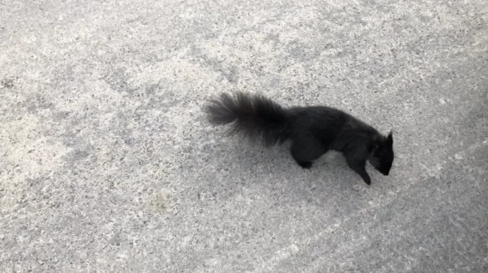 No chill: Aggressive squirrel takes a bite out of eastern Ontario town