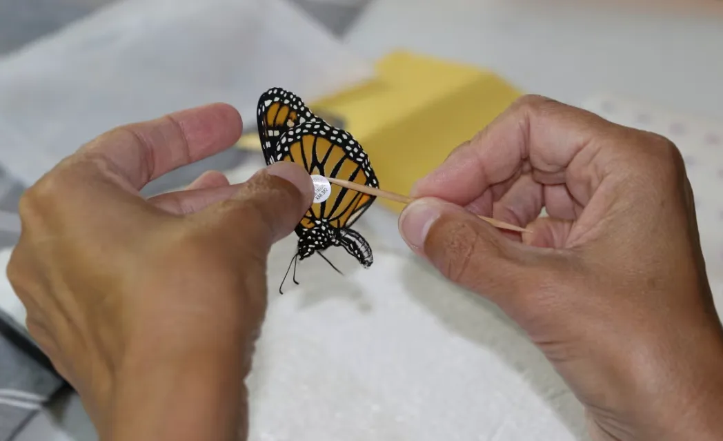 CBC: Wilson said monarch butterflies are tagged each year in an effort to track their migration to Mexico and monitor their health and population. (Submitted by Jim Wilson)