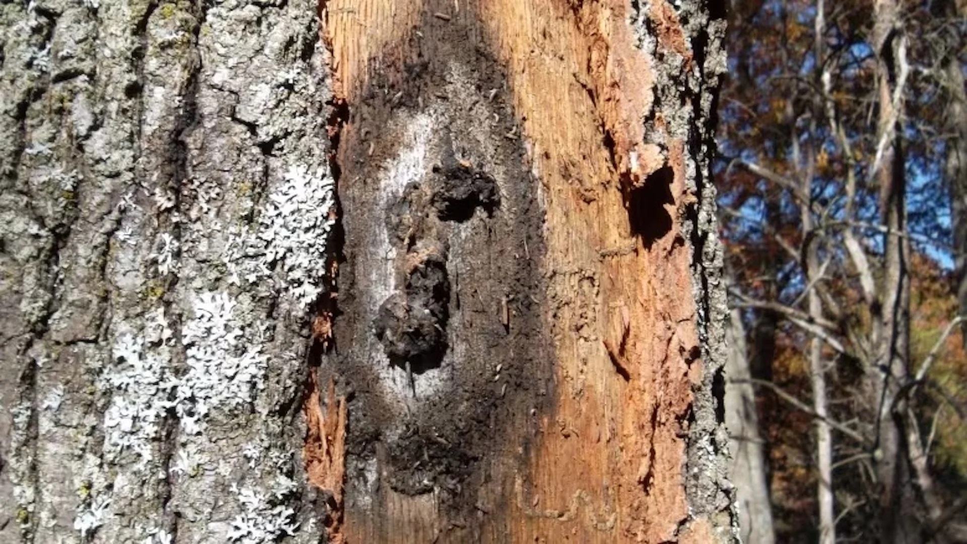 Invasive fungus that kills oak trees now spreading across Ontario The