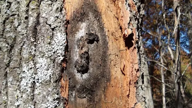 Invasive Fungus That Kills Oak Trees Now Spreading Across Ontario - The 