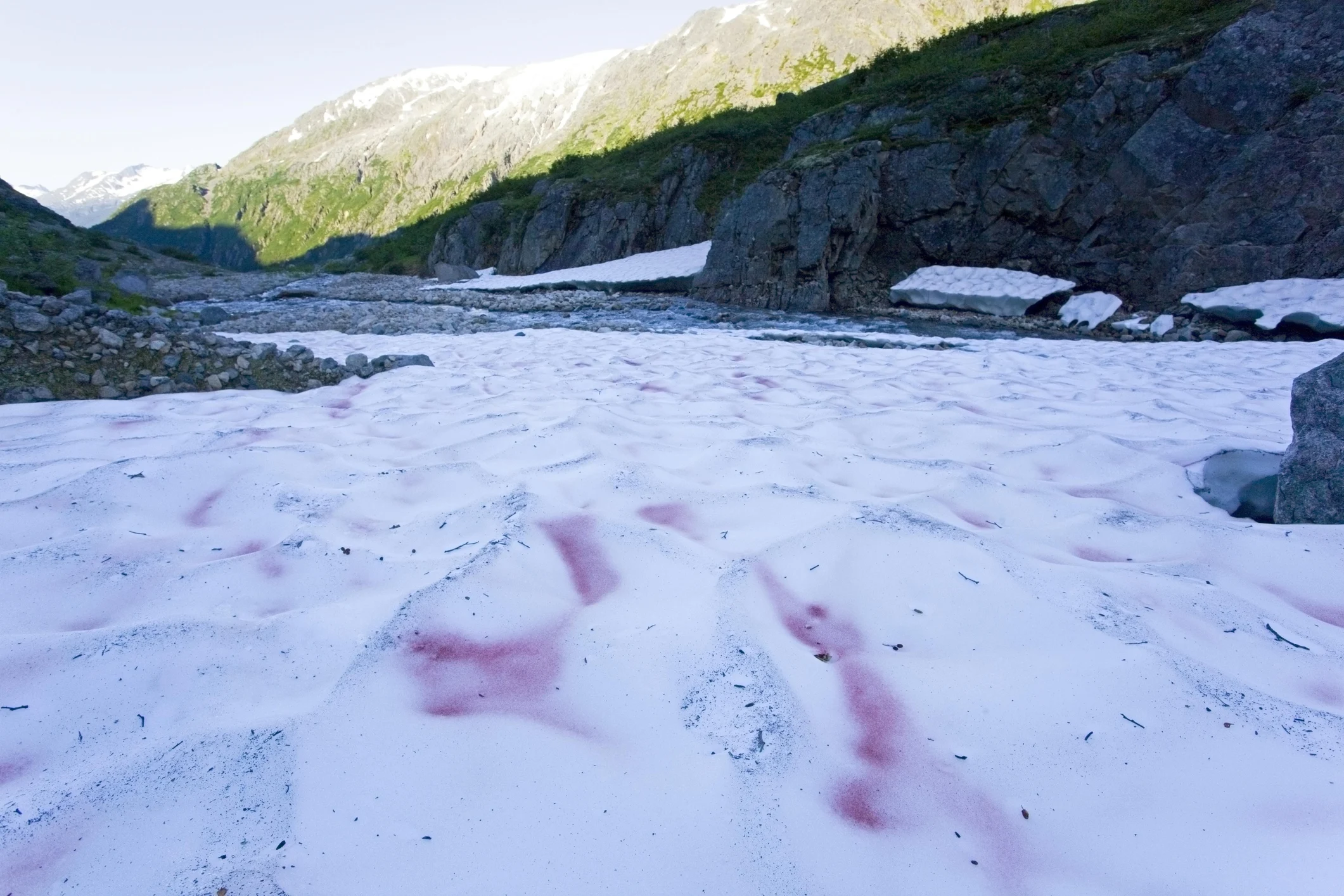 blood snow (Stefan Wackerhagen/Getty Images)