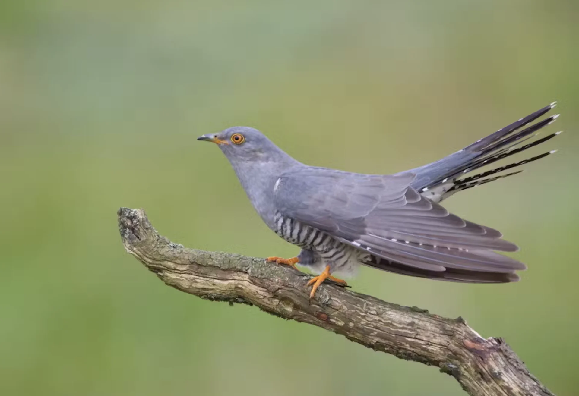 WIKIPEDIA: Common cuckoos spend the year seeking out warmth. Link: https://commons.wikimedia.org/wiki/File:Common_Cuckoo_by_Mike_McKenzie.jpg