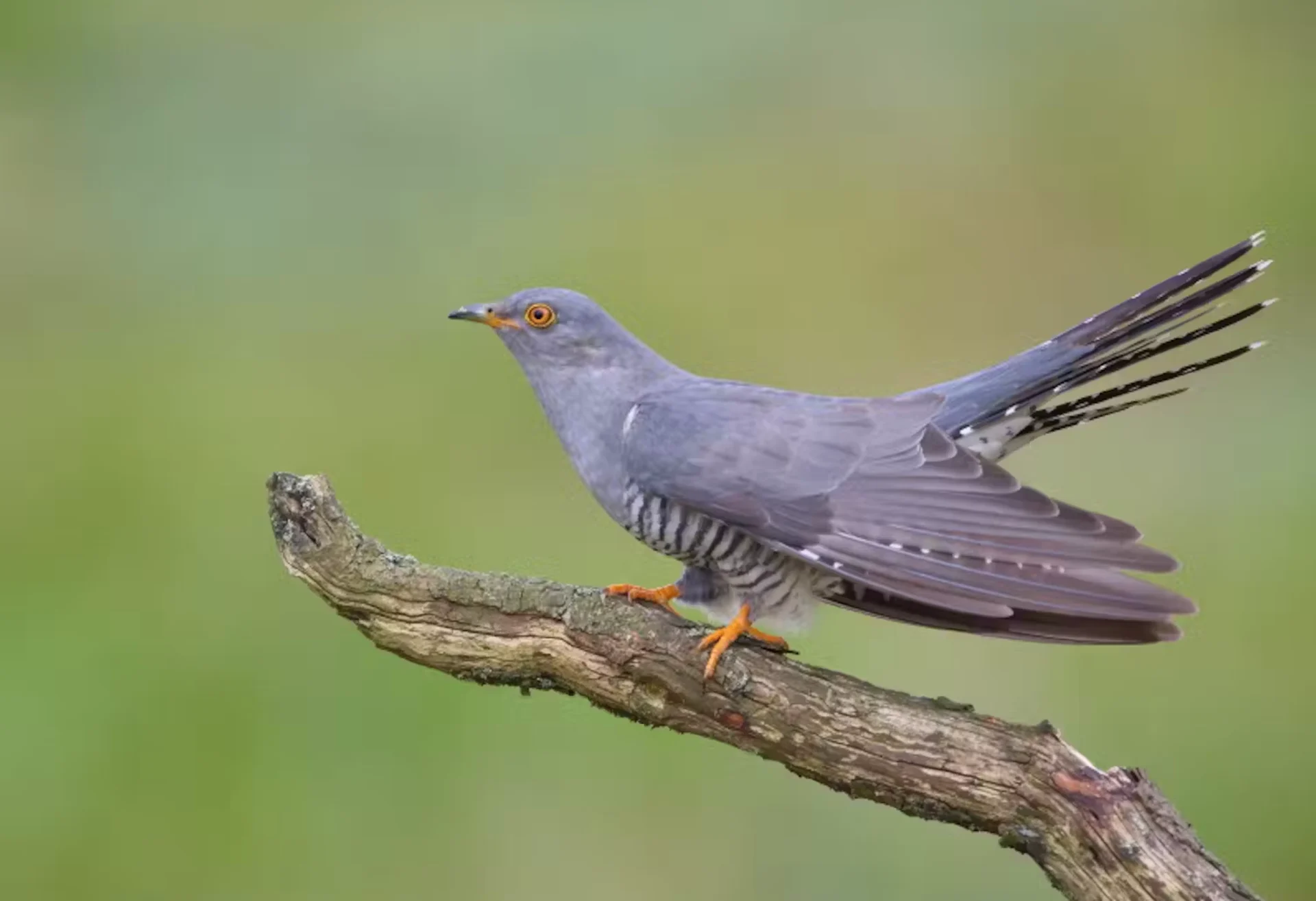 WIKIPEDIA: Common cuckoos spend the year seeking out warmth. Link: https://commons.wikimedia.org/wiki/File:Common_Cuckoo_by_Mike_McKenzie.jpg