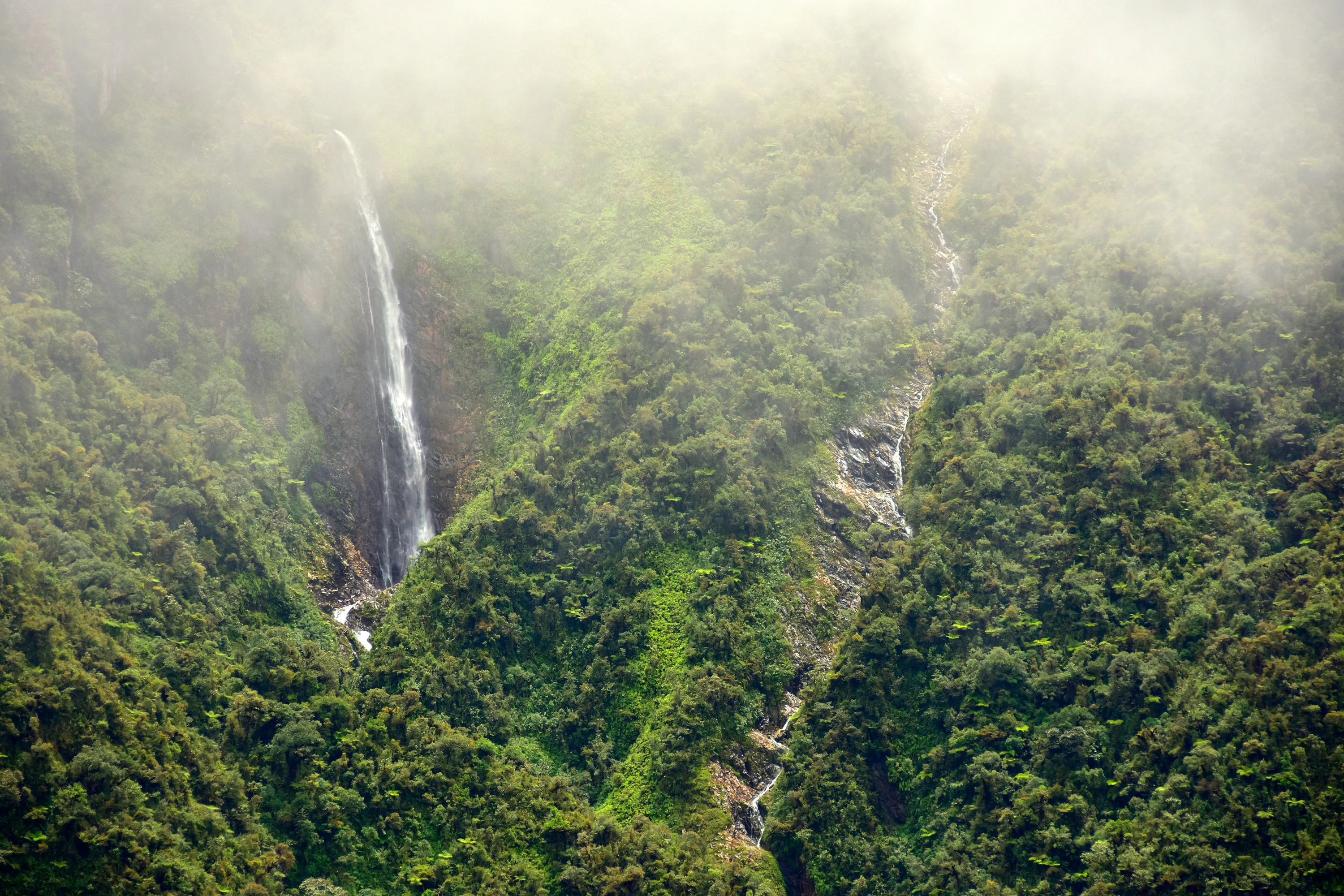 bolivia cloud forest. credit: trond larsen