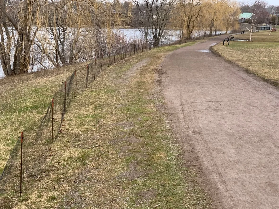 Geese, Moncton, N.B./Kate Letterick/CBC News