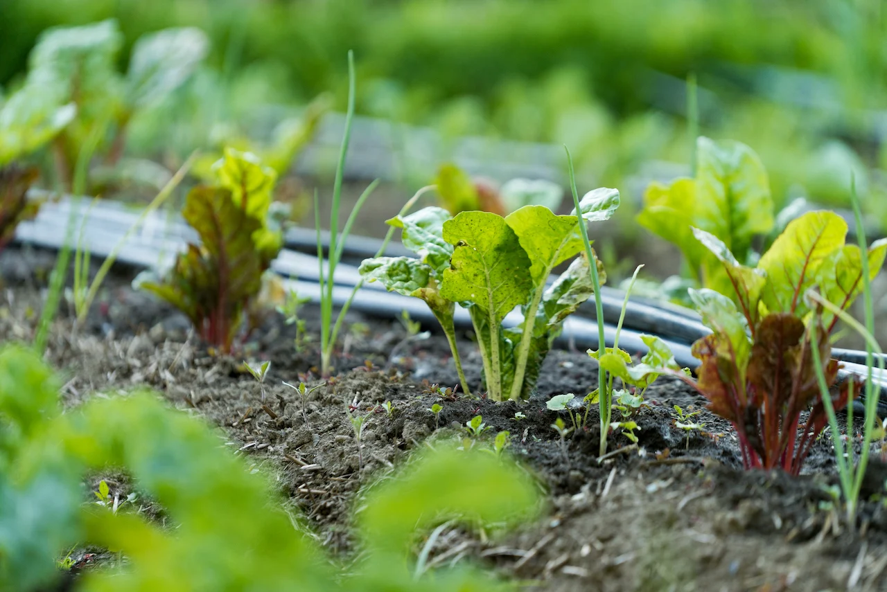 BuildingRootsGardening3/Ontario Heritage Trust/Submitted