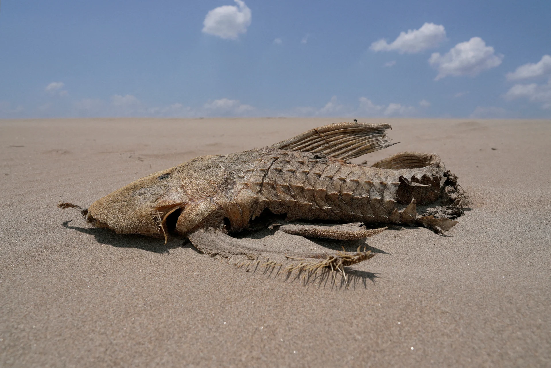 Reuters: A fish carcass is seen on a sandbank that emerged in the middle of the Solimoes River in the Amazon Basin, which is suffering from the worst drought on record, near Manacapuru, Amazonas state, Brazil September 20, 2024. REUTERS/Jorge Silva/File Photo