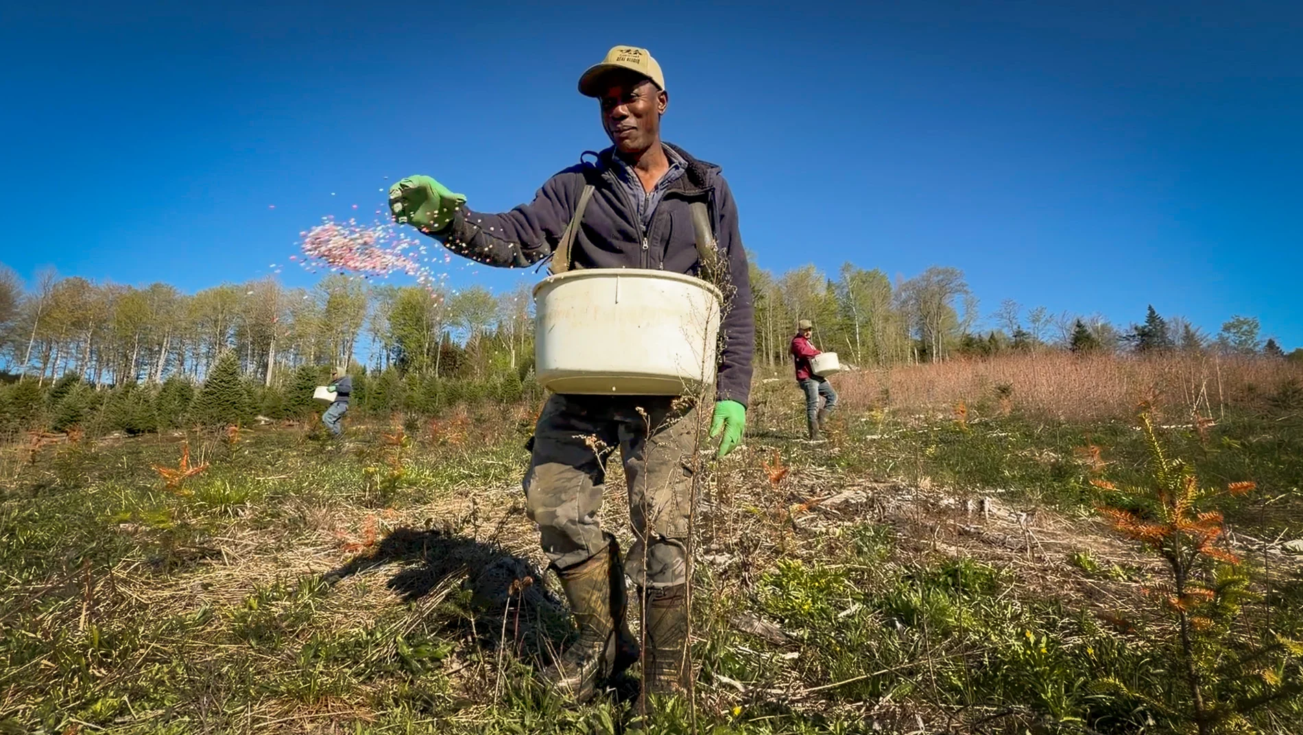Employé sur une plantation de sapins de Noël