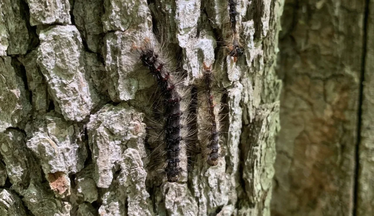 Voracious caterpillars threatening Ontario's trees