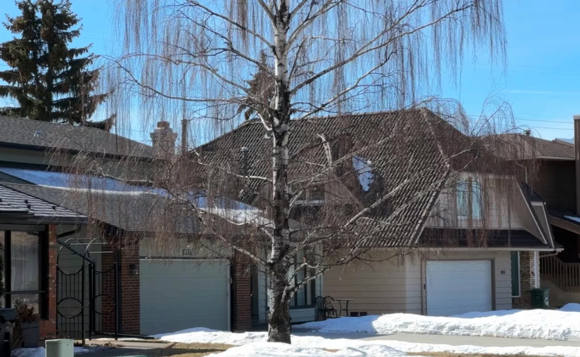 A non-native tree/Dan McGarvey/CBC
