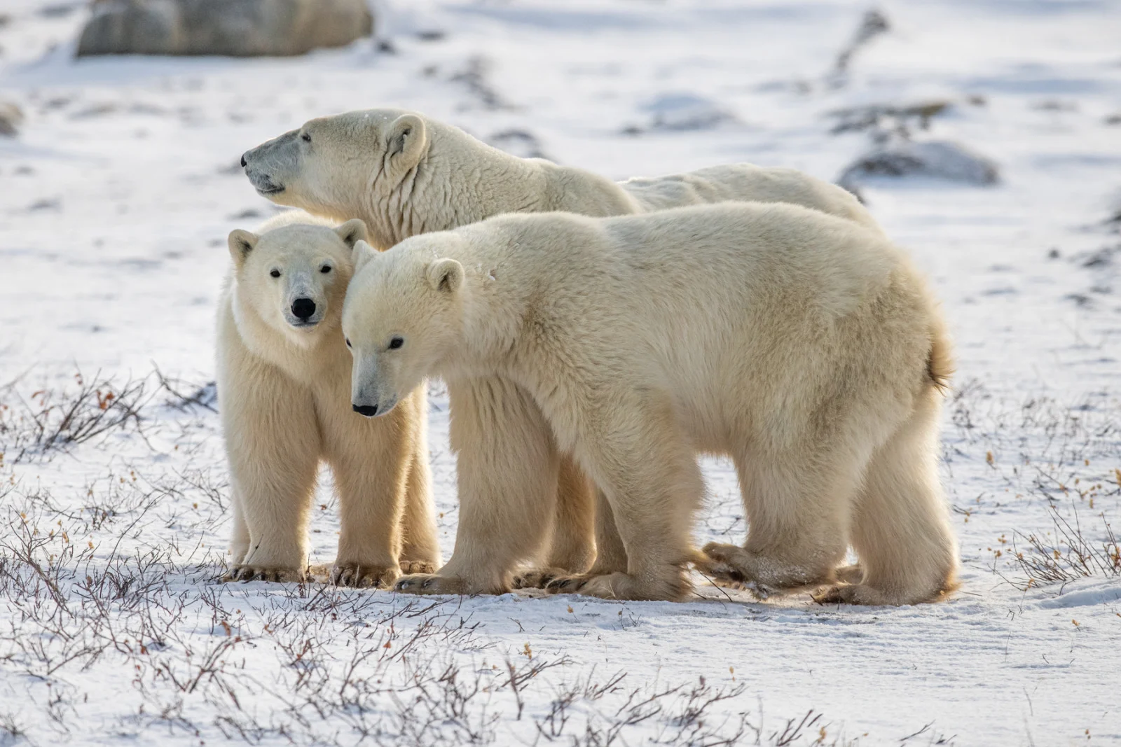 Polar bear mother with two cubs on the tundra. Churchill, Manitoba, Canada. © Neil Ever Osborne
