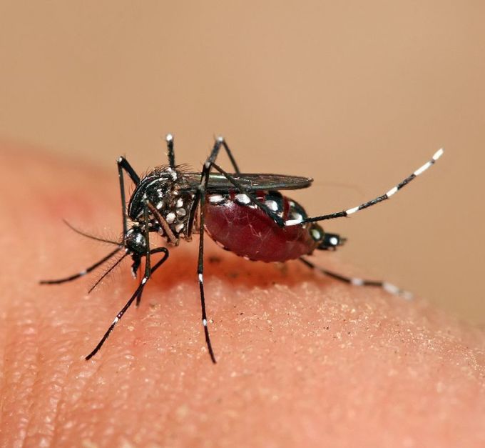 Aedes mosquito Wikimedia Commons Muhammad Mahdi Karim