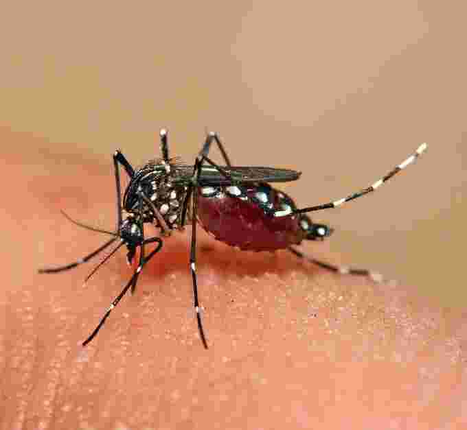 Aedes mosquito Wikimedia Commons Muhammad Mahdi Karim