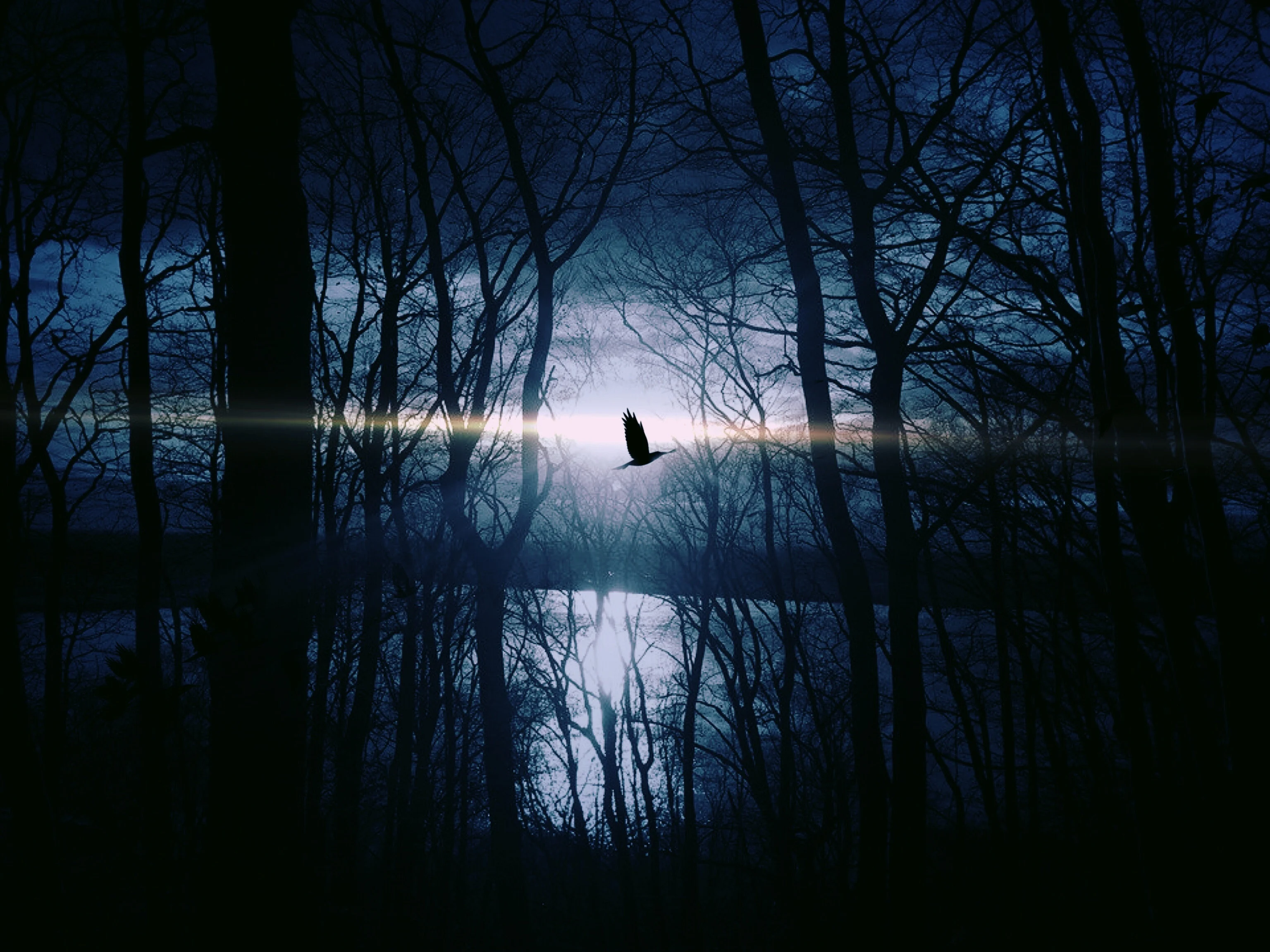 lake dark moonlight bird pexels