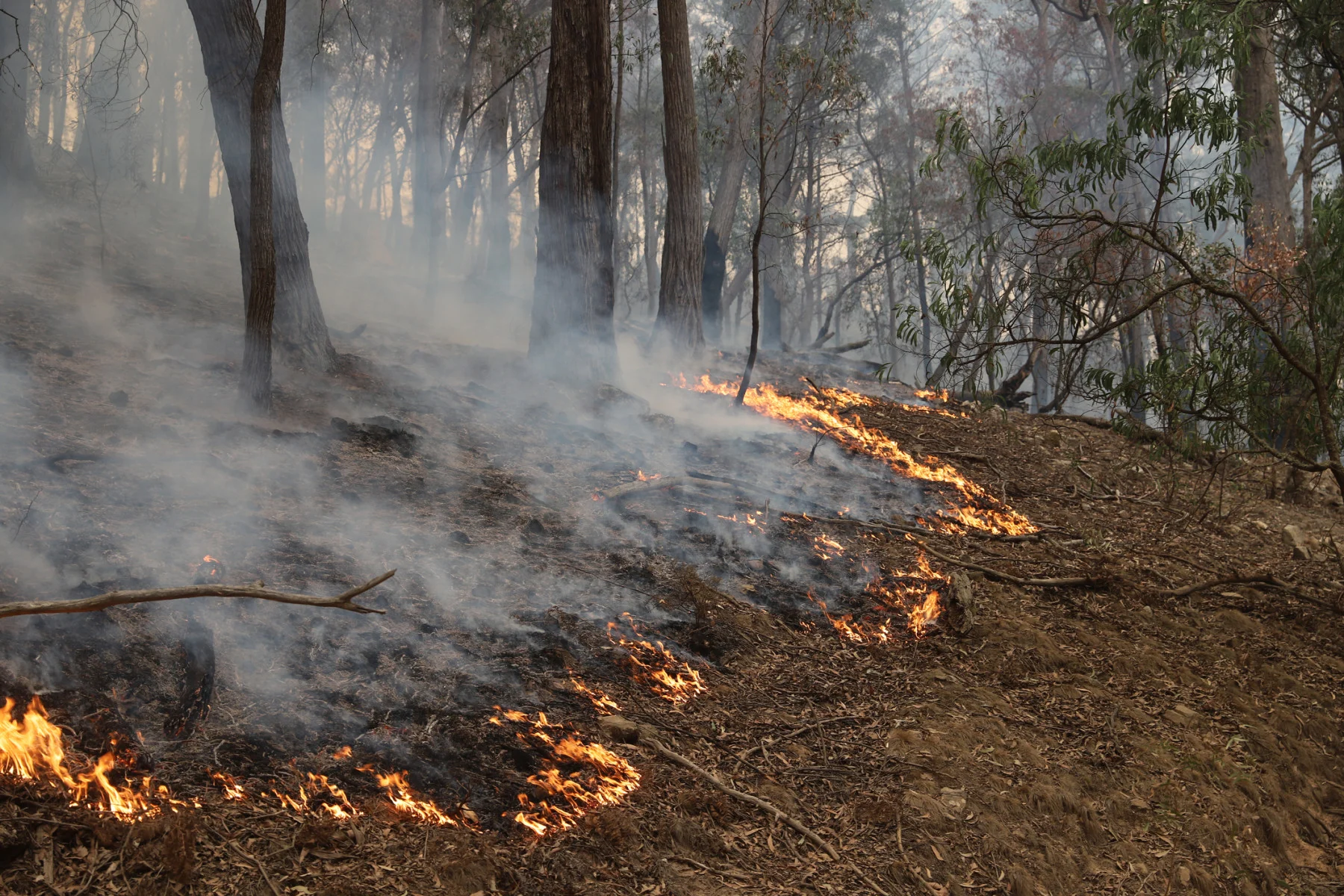 A burning forest during the historic bushfire season in Australia from 2019 to 2020. (Thomas Hogg/ iStock /Getty Images Plus)